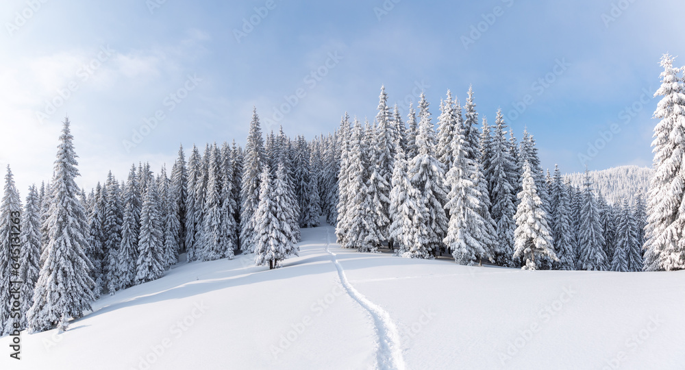 Lawn and forest. On a frosty beautiful day among high mountain are pine trees covered with white snow against the winter landscape. Snowy background. Nature scenery.
