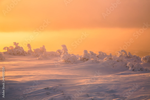 Winter. Amazing sunrise. A panoramic view of the covered with snowy trees. Natural landscape with beautiful orange sky. Location place Carpathian, Ukraine, Europe. 