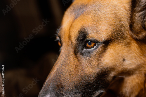 German shepherd dog close up portrait. Selective focus on eyes, September 7, 2023