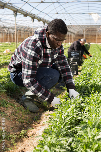 African american male gardener during harvesting of arugula in hothouse  man on background