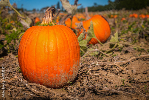 Pumpkin patch field with different typ of huge pumpkins for Halloween or Thanksgiving holiday.