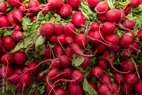 Bunch of radishes. Freshly harvested, purple colorful radish. Growing radish. Growing vegetables. Healthy food background.