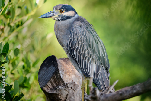 Obraz na plátne Yellow crowned night heron posing on a stump in the marsh.