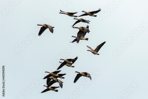Fotografiet The Flock of Canada geese (Branta canadensis) in flight