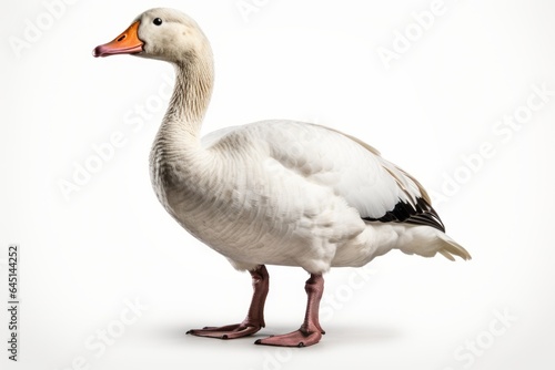 goose, blank for design. Bird close-up. Background with place for text
