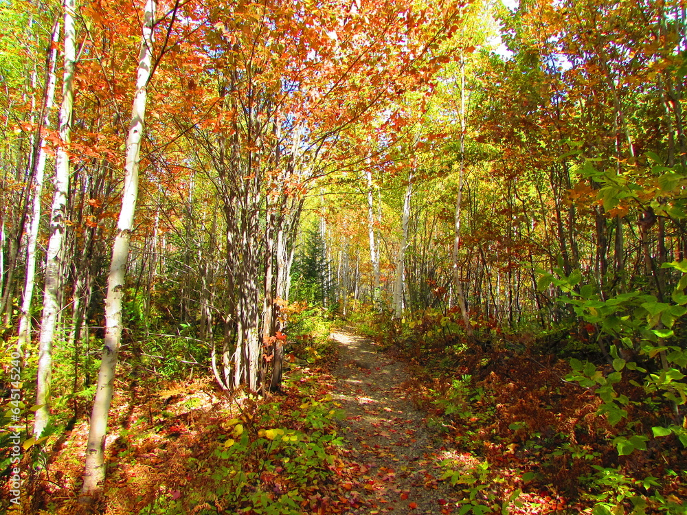 Fototapeta premium Magnifiques couleurs d'automne.