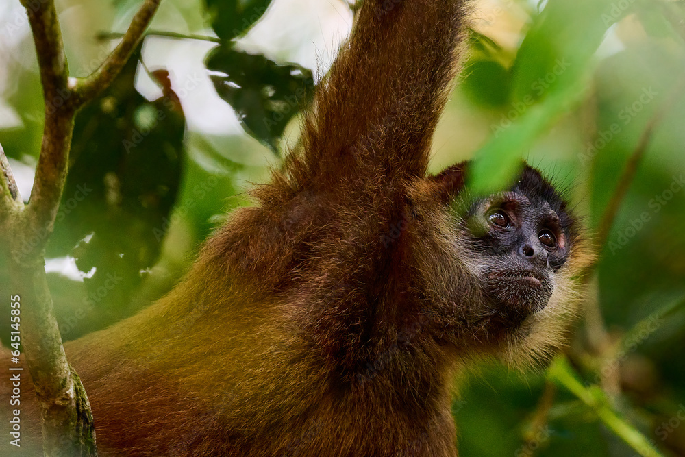 Fototapeta premium Howler monkey swinging in the jungle canopy for food in Costa Rica..
