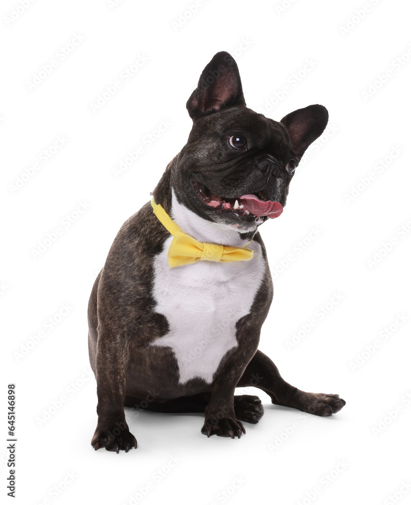 Adorable French Bulldog with bow tie on white background