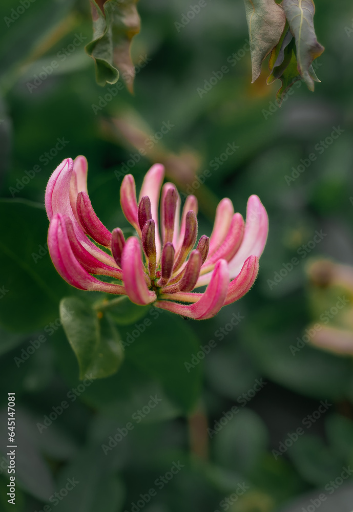 Flora Flora
