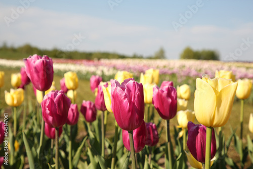 Beautiful colorful tulip flowers growing in field on sunny day, closeup