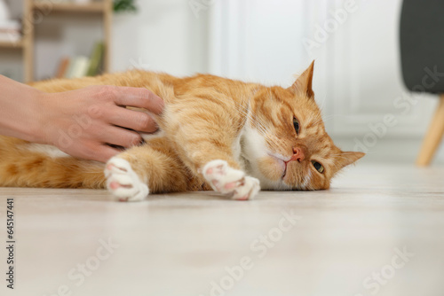Fototapeta Naklejka Na Ścianę i Meble -  Woman petting cute ginger cat on floor at home, closeup