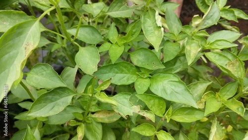 Wallpaper Mural Basil plant leaves, kemangi or ocimum africanum, close up shot Torontodigital.ca
