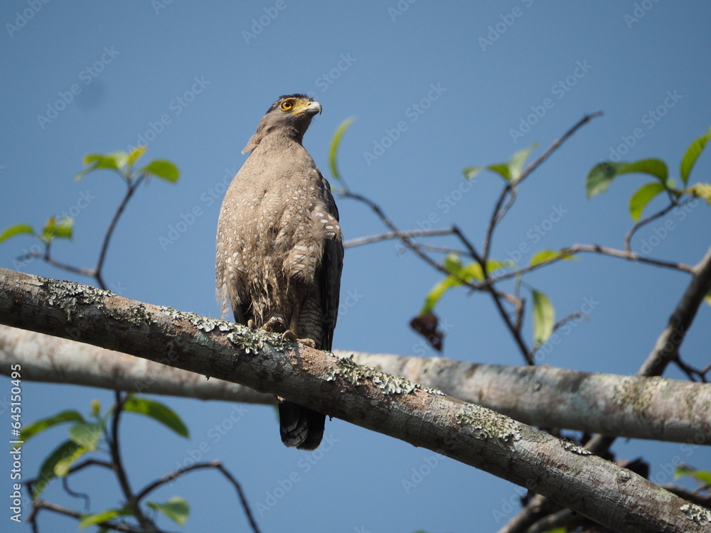 Crested Serpent-Eagle in natural habitat Crested Serpent-Eagle in natural habitat