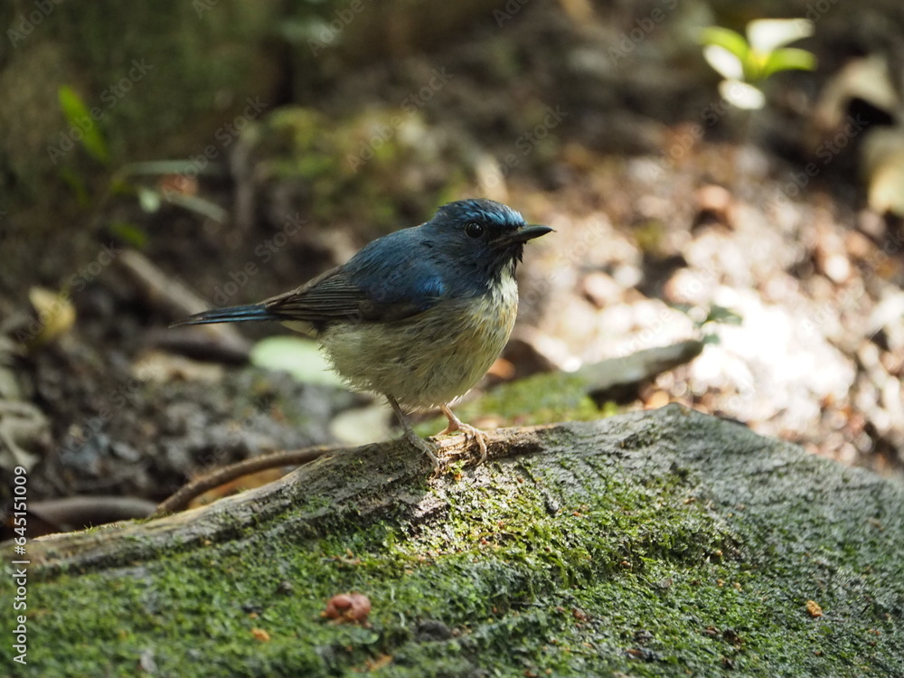 Siberian Blue Robin, bird is perching on the old wood. Taken in Thailand. Nature and wildlife concept. Siberian Blue Robin, bird is perching on the old wood. Taken in Thailand. Nature and wildlife concept.