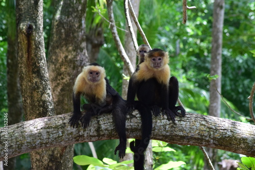 mono capuchino , mono cara blanca photo