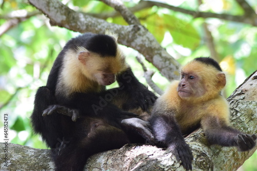 mono capuchino o mono cara blanca photo
