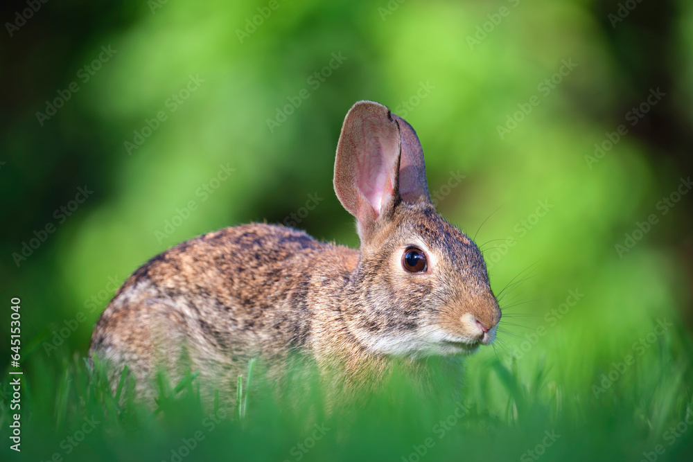 Grey small hare eating grass on summer field. Wild rabbit in nature Grey small hare eating grass on summer field. Wild rabbit in nature