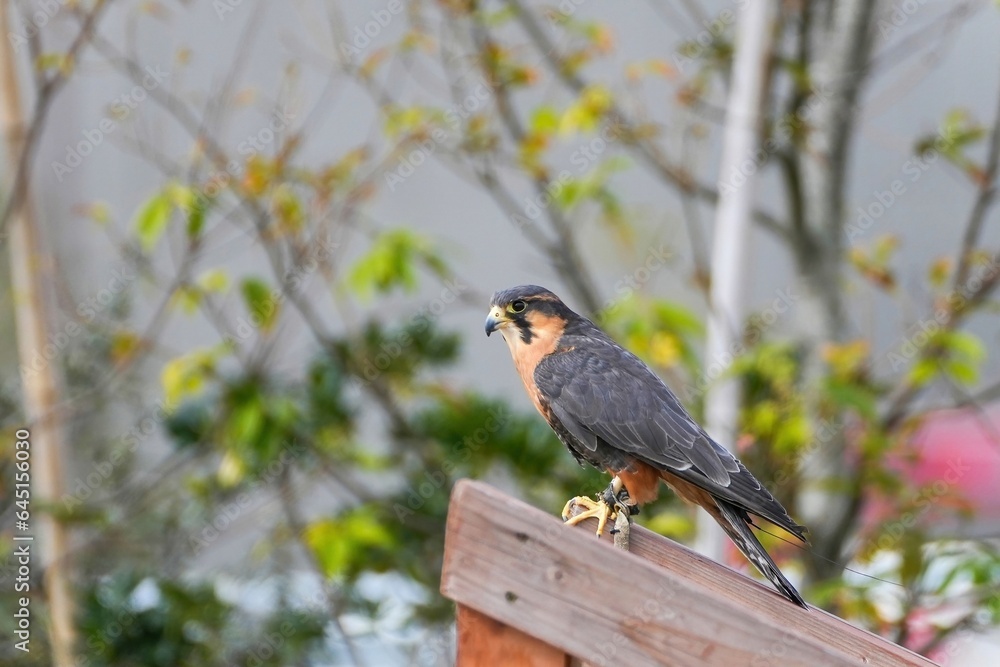 Fototapeta premium のんびりくつろぐオナガハヤブサ