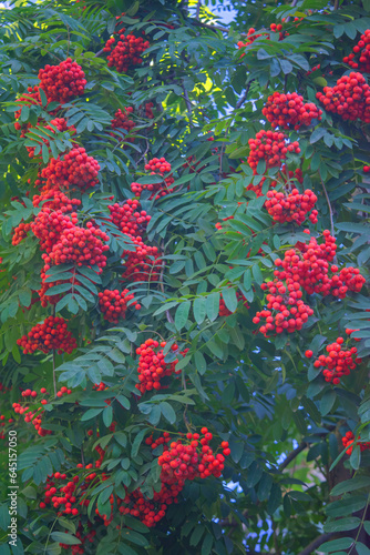 Rowan branches with pinnate leaves and bright red ripe fruit, selective focus. Food for birds, close up.