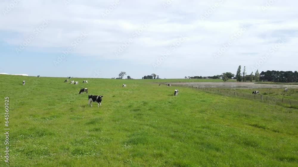 Cows Meadow Cows Meadow
