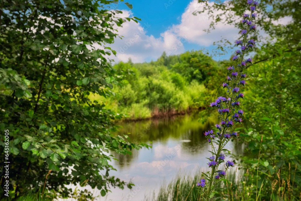 pond in the forest on a summer sunny day and flowers on the shore pond in the forest on a summer sunny day and flowers on the shore