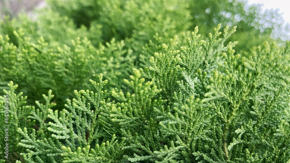 green grass background green grass background