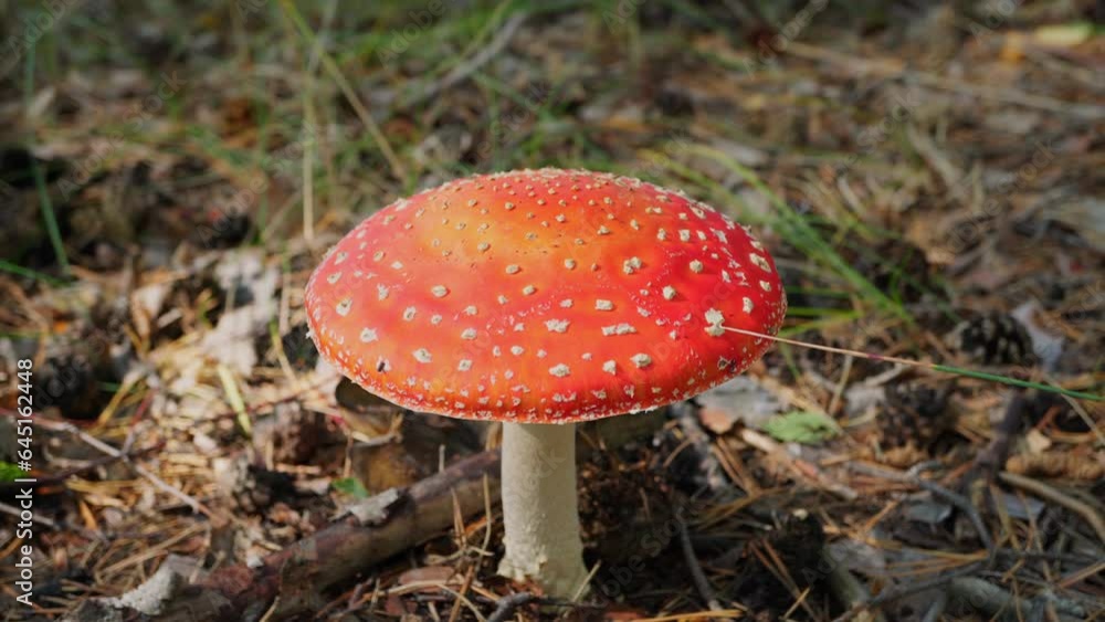 A poisonous and hallucinogenic fly agaric with a bright red cap grows in the forest. Toadstool mushroom. Amanita. Close-up. A poisonous and hallucinogenic fly agaric with a bright red cap grows in the forest. Toadstool mushroom. Amanita. Close-up.