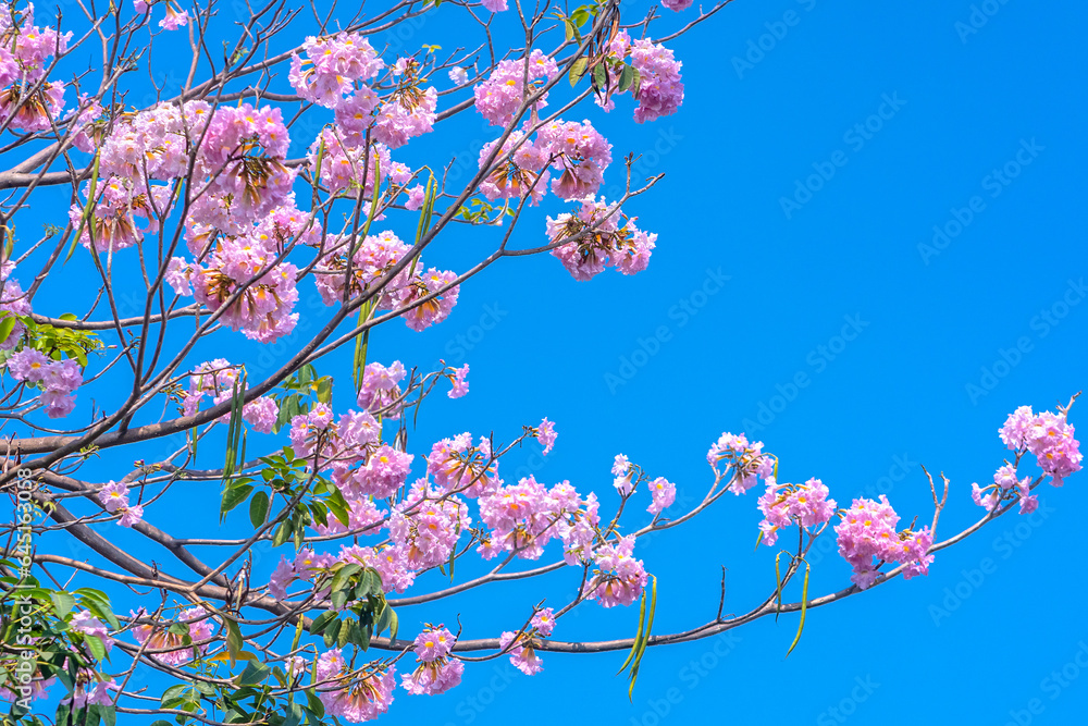 Tabebuia rosea or pink trumpet blooming. This is a blooming flower in March to May every year, like beautiful small pink trumpets adorned with natural colors.