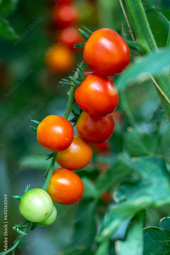 Many tomatoes growing on the fence in a green house