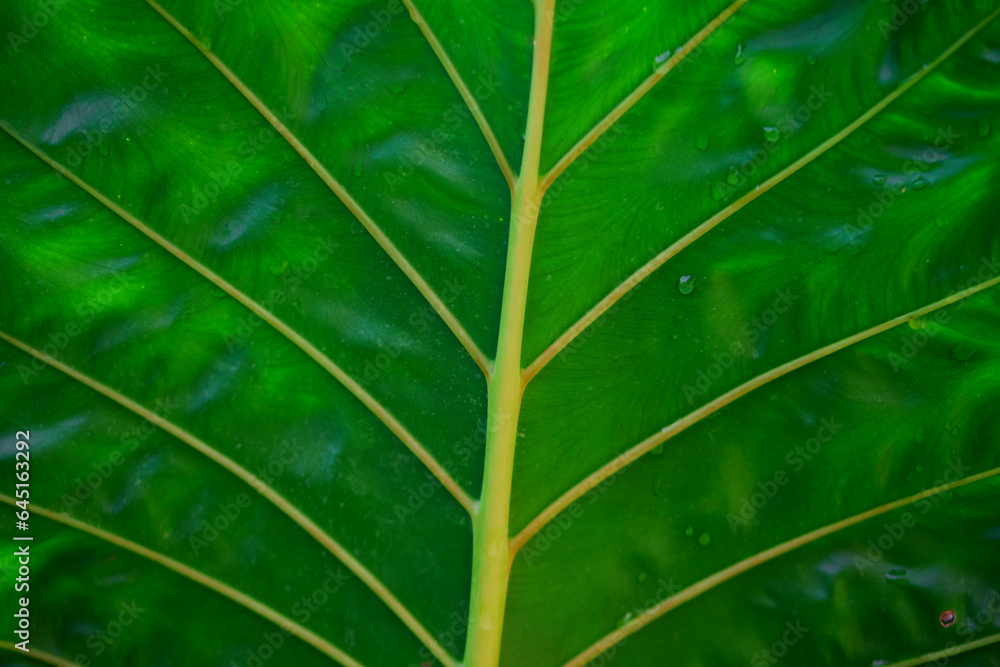 Close-up view of green leaf background
Close-up view of green leaf background