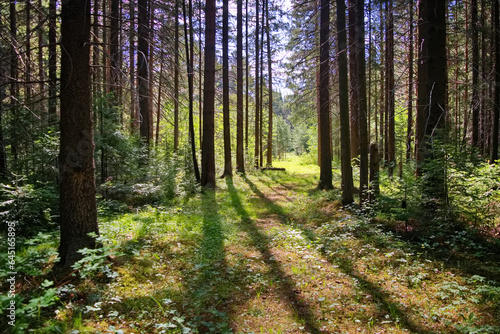 Beautiful summer landscape in a coniferous forest in the Ural Mountains.