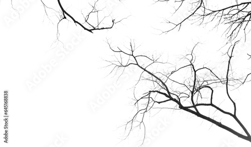 Slika na platnu Looking up into sky from below at the canopy of creepy black branches and twigs on an old tree with no leaves