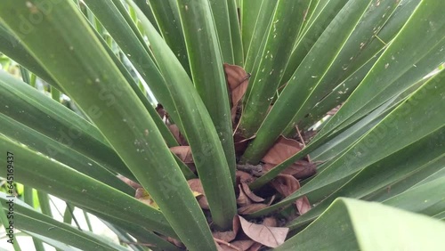 Plants with pointed leaves, upward tapered leaf photo