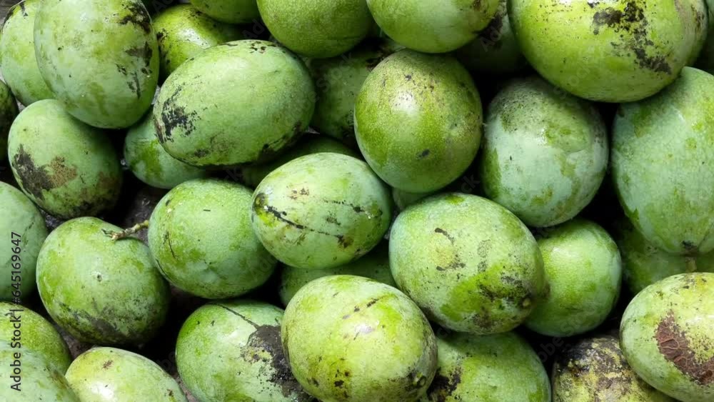 Pile of manalagi mango fruits. lots of ripe green mangoes, local mango ...