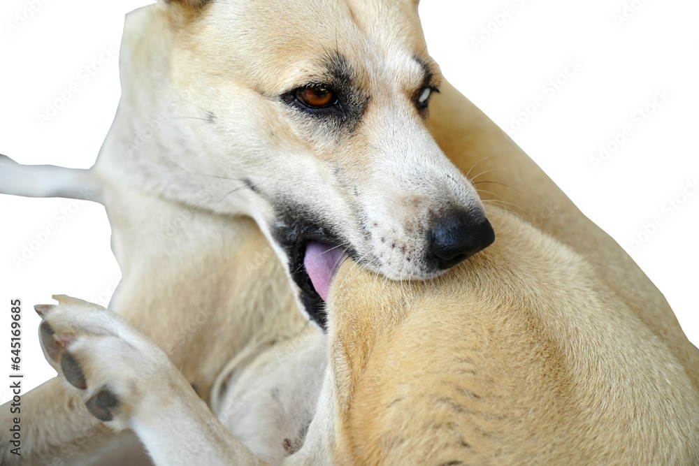 Dog lick, gnaw, sheep, scratch due to itching. from fungi, bacteria, yeast, along the crotch area of the toes Sometimes they even put it in their mouth. may cause various pathogens ingest Dog lick, gnaw, sheep, scratch due to itching. from fungi, bacteria, yeast, along the crotch area of the toes Sometimes they even put it in their mouth. may cause various pathogens ingest
