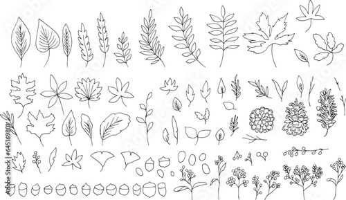                                                                                                                               Line drawing. Autumn plants vector illustration. Autumn leaves and nuts illustration. Seasonal card design.