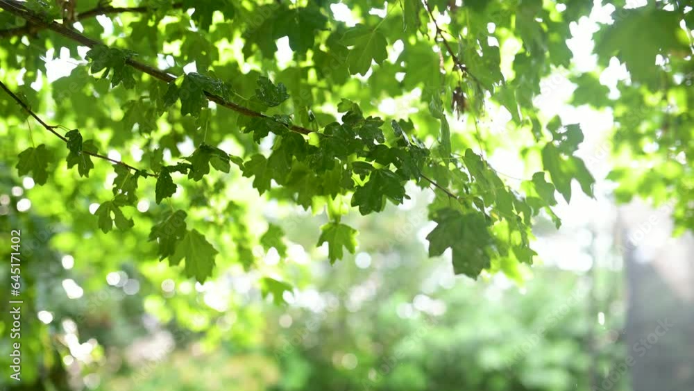 Beautiful green maple leaves on a tree branch on rainy sunny summer day. Beauty in nature.