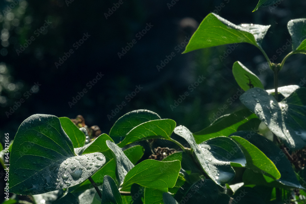 Fototapeta premium Rain drops on green leaves after sunrise