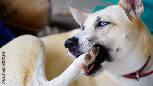 Canvas Print Dogs lick, gnaw, sheep, scratch due to itching