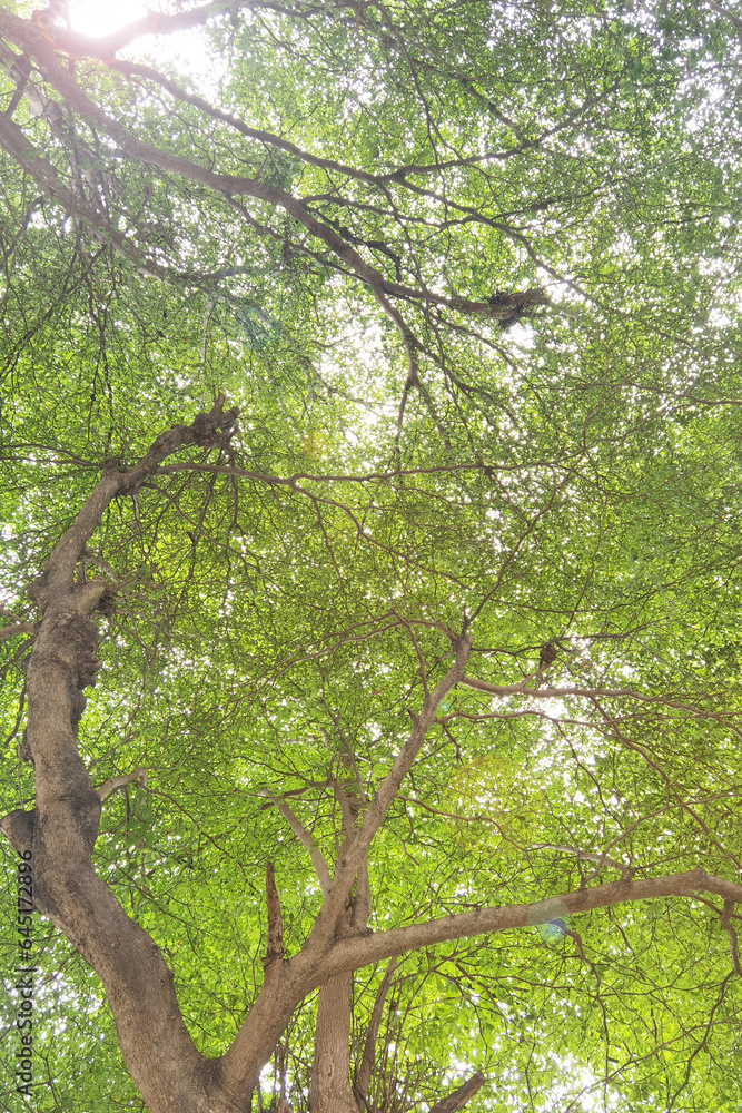 Fototapeta premium Landscape the big tree with nature background