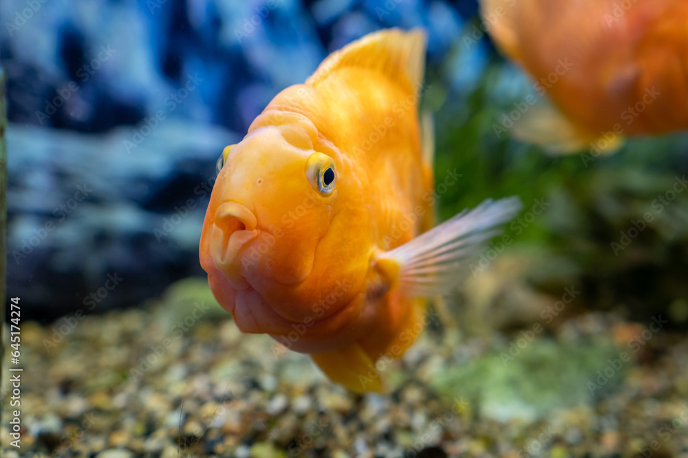 Orange parrot fish in the aquarium. Red Parrot Cichlid. Aquarium fish Orange parrot fish in the aquarium. Red Parrot Cichlid. Aquarium fish