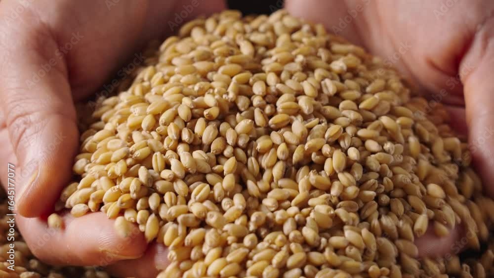 Ripe wheat grains texture. Harvesting and farming,pouring wheat grains by hand. Ripe wheat grains texture. Harvesting and farming,pouring wheat grains by hand.