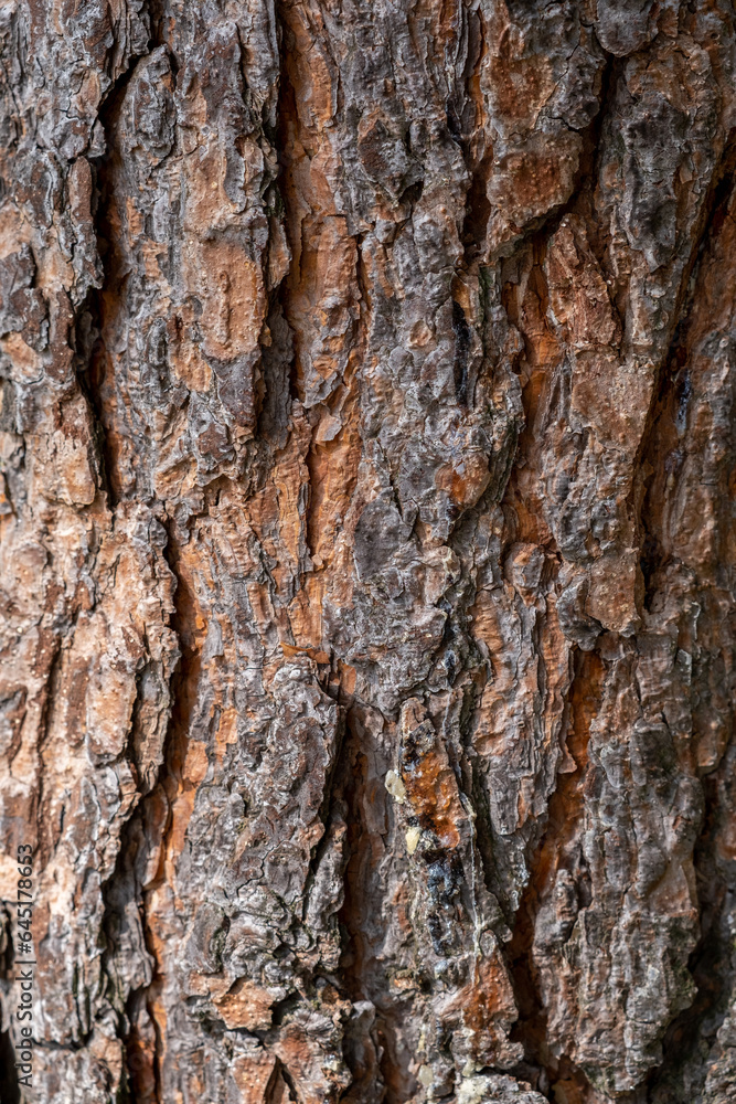 A close-up photo of a tree trunk. There is a forest in the background, and free space for text. The bark of the trunk is infected with pests. Bark destroyed by the weather. A close-up photo of a tree trunk. There is a forest in the background, and free space for text. The bark of the trunk is infected with pests. Bark destroyed by the weather.