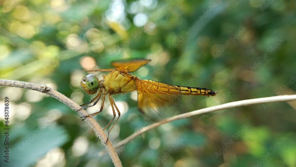 dragonfly on a branch dragonfly on a branch