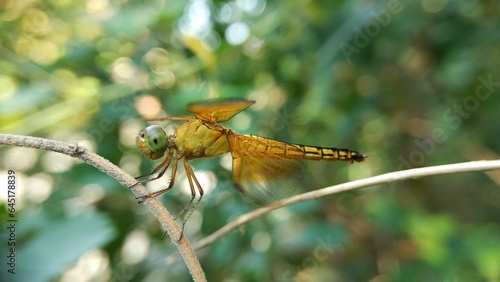 dragonfly on a branch © mjphonegraphy