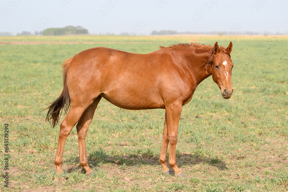 a a