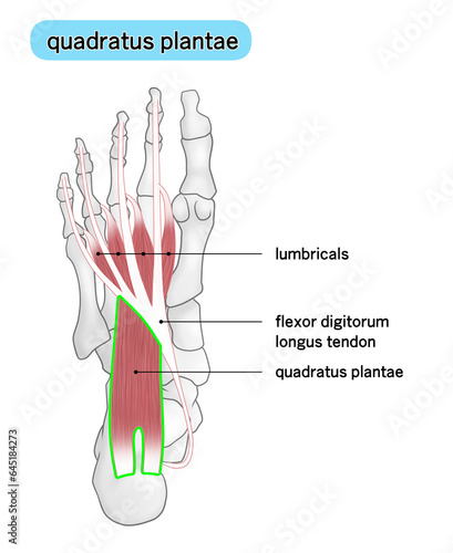 足底方形筋の位置がわかる足裏のイラスト photo
