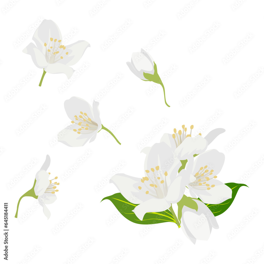 Set of Jasmine flowers isolated on a white background. vector illustration. Set of Jasmine flowers isolated on a white background. vector illustration.
