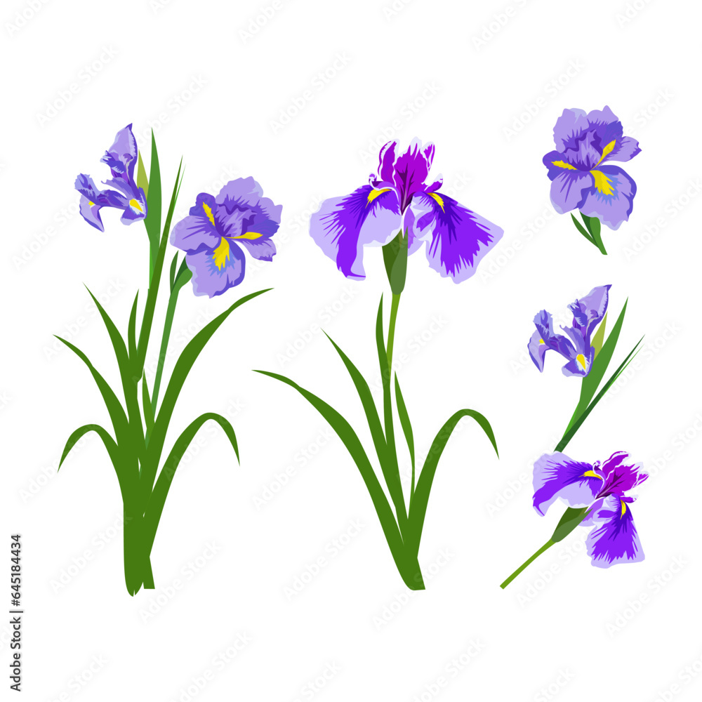 Set of Iris flowers isolated on a white background. vector illustration.