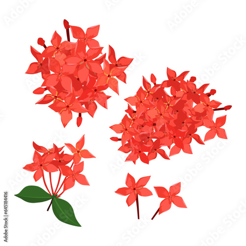 Set of Ixora flowers isolated on a white background. vector illustration.